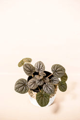 Peperomia griseoargentea "Silver Ripple"